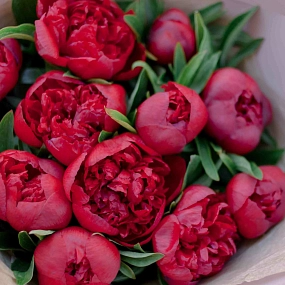 Букет из 11 бордовых пионов Standart в сиреневой пленке