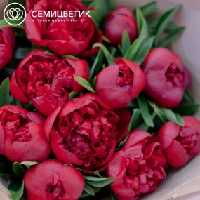 Букет из 11 бордовых пионов Standart в сиреневой пленке