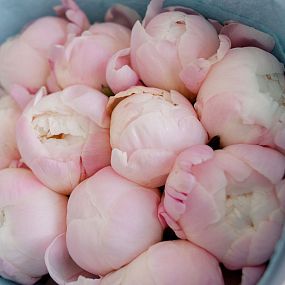 Букет из 11 нежно-розовых пионов Gardenia Premium