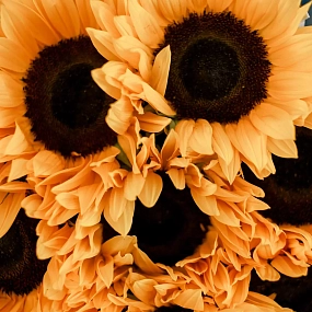 Букет из 9 подсолнухов в упаковке