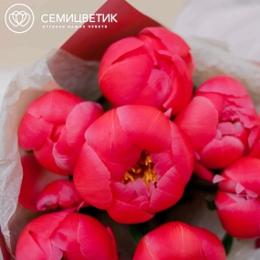Букет из 7 коралловых пионов Coral Sunset Premium в розовой пленке
