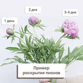 Букет из 7 розовых пионов Standart Plus