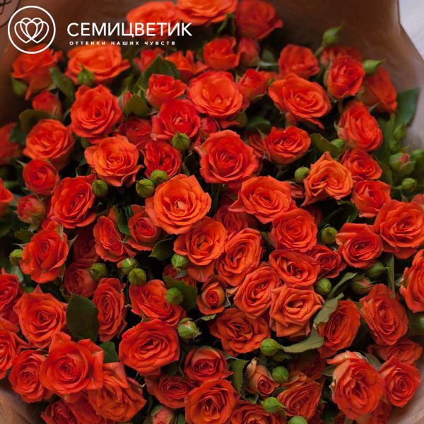 Букет из 23 оранжевых кустовых роз 40 см (Кения)