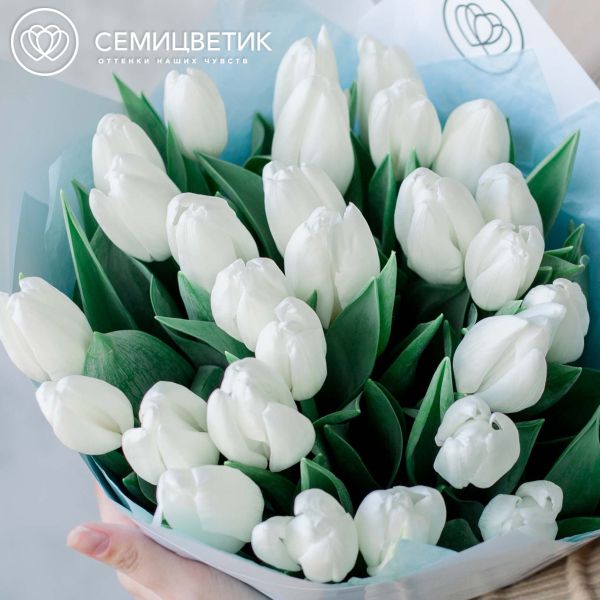 Букет из 25 белых тюльпанов в голубой пленке