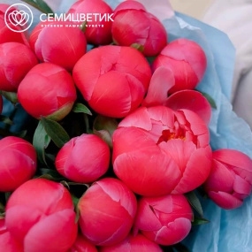 Букет из 25 коралловых пионов Coral Sunset Premium в розовой пленке