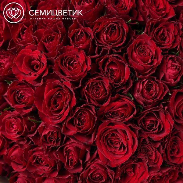 Букет из 101 красной розы 40 см (Кения) в кремовой пленке