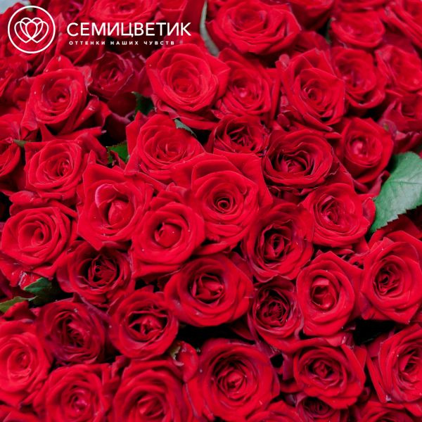 Букет из 101 красной розы 35-40 см (Россия)