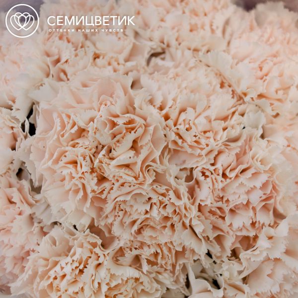 Букет из 15 кремовых гвоздик