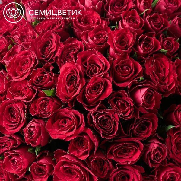 Букет из 101 красной розы 30 см (Кения)
