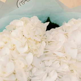 Букет из 3 белых гортензий в белой пленке