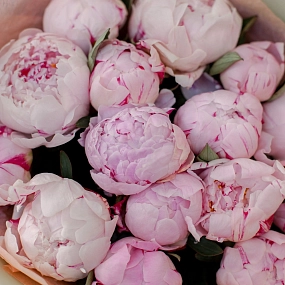 Букет из 15 розовых пионов Standart Plus в сиреневой пленке
