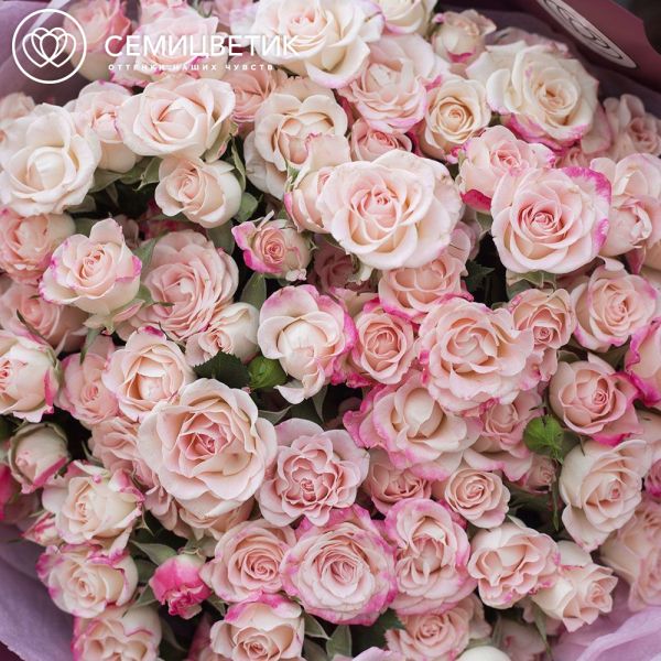 Букет из 21 белой с розовой каймой кустовой розы 40 см (Кения)