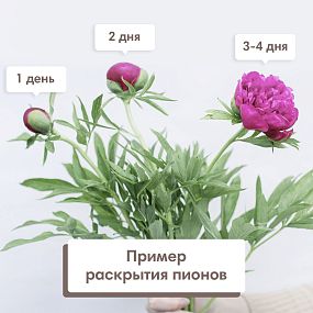 Букет из 9 ярко-розовых пионов Standart Plus