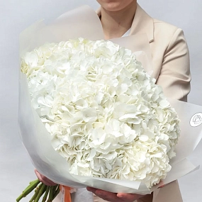 Букет из 15 белых гортензий в прозрачной пленке