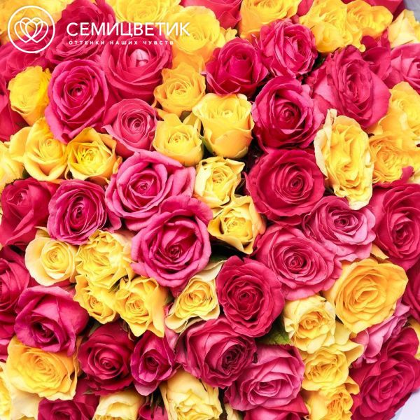Букет из 101 желтой и малиновой розы 35-40 см (Россия)