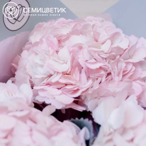 Букет из 3 розовых гортензий в белой пленке