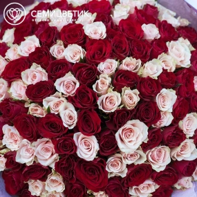 Букет из 151 красной и нежно-розовой розы 40 см (Кения) в бордовой пленке