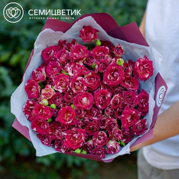Букет из 21 кустовой розы биколор 40 см (Кения) в бордовой пленке