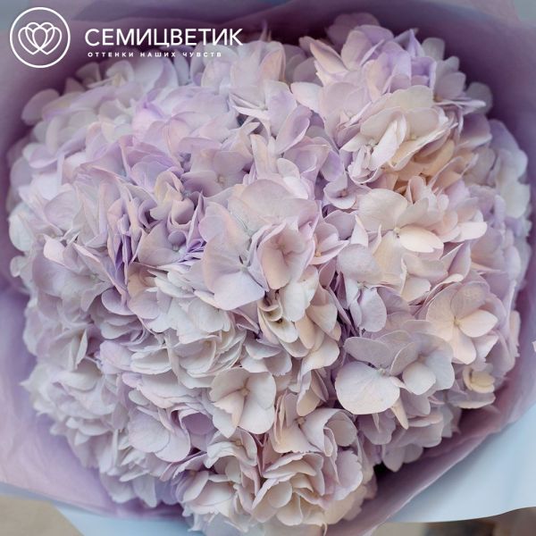 Букет из 3 сиреневых гортензий в голубой пленке