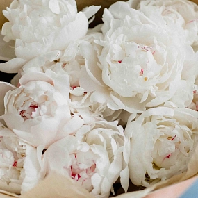 Букет из 9 нежно-розовых пионов Standart Plus в кремовой пленке