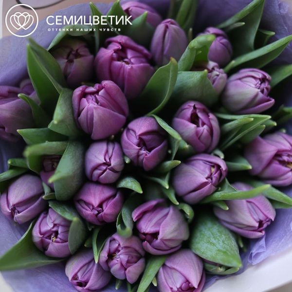 Букет из 25 сиреневых пионовидных тюльпанов