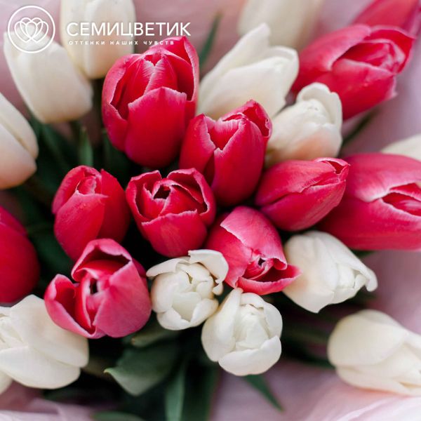Букет из 25 розовых и белых тюльпанов 30 см