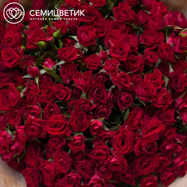 Букет из 51 красной кустовой розы 40 см (Кения) в бородовой пленке