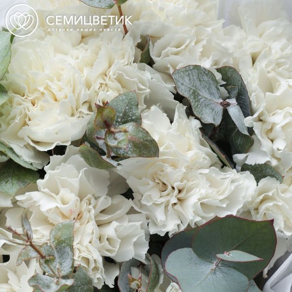Букет из 15 белых гвоздик с эвкалиптом в белой пленке