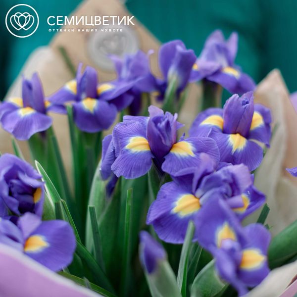 Букет из 15 синих ирисов