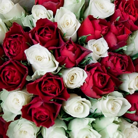 Букет из 41 красной и белой розы 40 см (Кения) в кремовой пленке