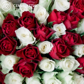 Букет из 41 красной и белой розы 40 см (Кения) в кремовой пленке