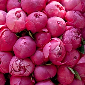 Букет из 51 ярко-розового пиона Premium в розовой пленке