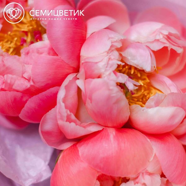 Букет из 3 коралловых пионов Coral Sunset Premium